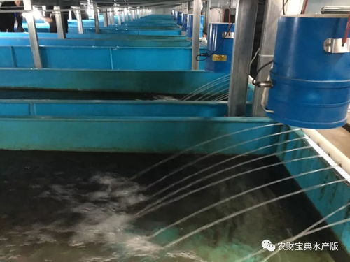 聚焦四川 萬畝鱸魚產業謀轉型，萬噸飼料支撐探新路